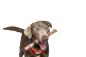 Preview: DOOG Family Stick Neu - Woody Preview: DOOG Family Stick Neu - Woody